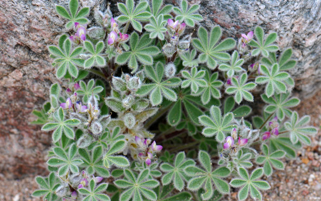 Lupinus concinnus, Bajada Lupine, Southwest Desert Flora